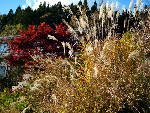 晩秋の山里へ_d0037233_10292269.jpg