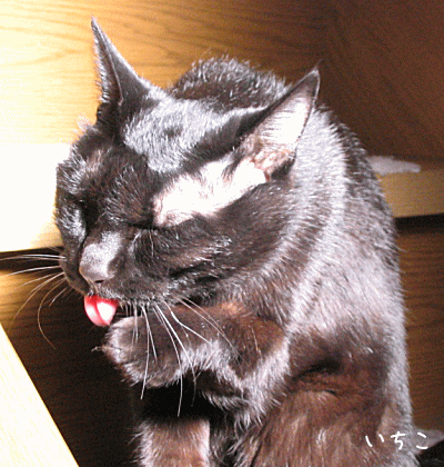a0166338_21535122.gif