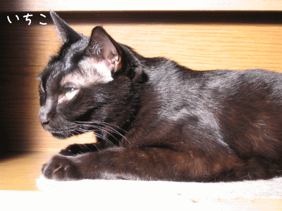 a0166338_21541412.gif