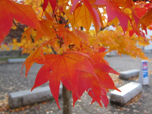 秋晴れの中、岩大に紅葉を見に_d0156438_103117.jpg
