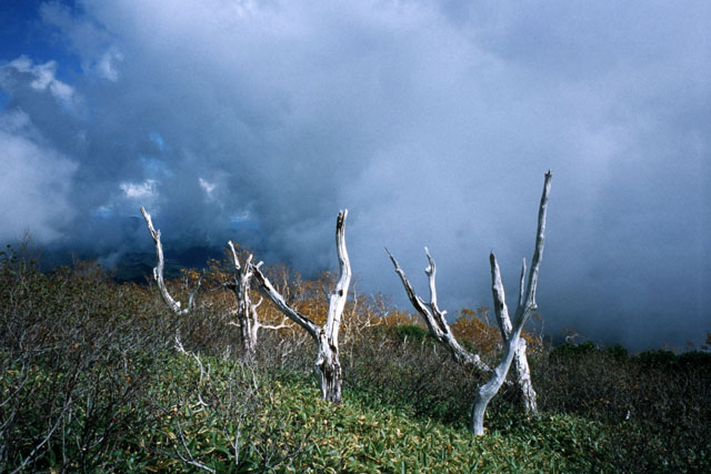 枯れ木も山の賑わい_a0020941_19375478.jpg