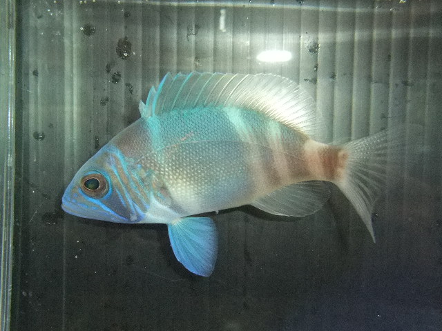 インディゴハムレット 海水魚 ハタ カリブ海