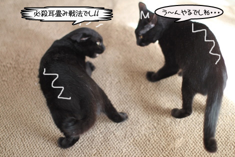 黒猫と里親さま募集します。_e0151545_21373451.jpg