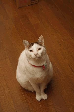 ヨウカンさ〜ん!!!!【11/16携帯版追加】_a0028451_23365170.gif