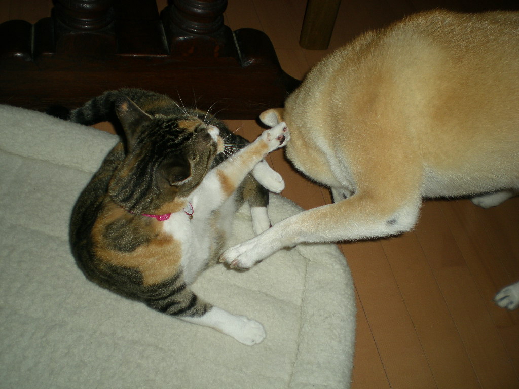 11月13日(土)トスカーナ、中世の街ピエンツァ⑩_f0060461_13435046.jpg