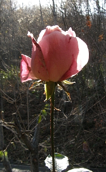 f0035962_12301740.jpg