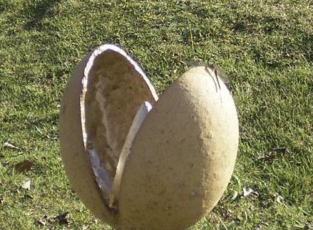 e0126875_118647.jpg