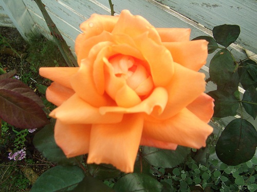 b0207995_20445920.jpg