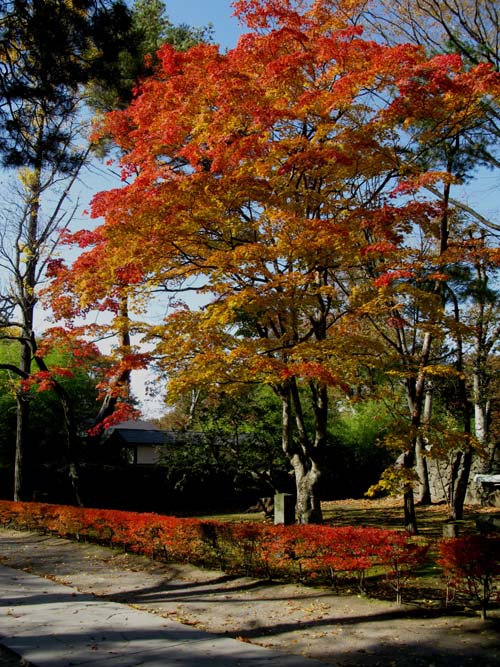 紅葉の名所 懐古園_e0120896_783684.jpg