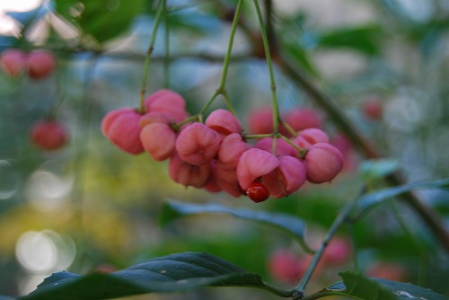 マユミの実_c0124100_2346225.jpg