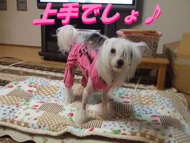 逆立ち犬_f0179203_1916513.jpg