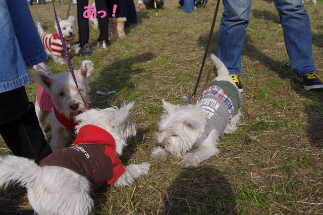 Westie Party@TACHIKAWA2010_e0138005_1425320.jpg