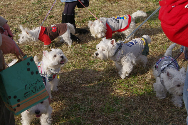 Westie Party@TACHIKAWA2010_e0138005_1564652.jpg