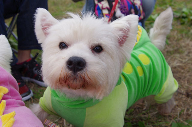 Westie Party@TACHIKAWA2010_e0138005_161681.jpg