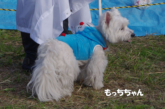 Westie Party@TACHIKAWA2010_e0138005_262238.jpg