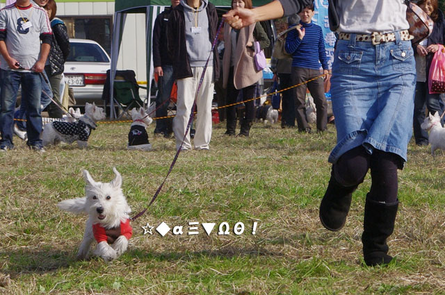 Westie Party@TACHIKAWA2010_e0138005_292314.jpg