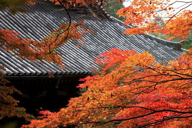 神護寺3 金堂あたり_e0048413_21444437.jpg