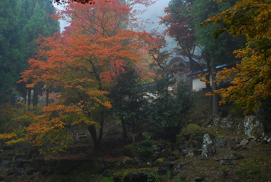 紅葉　－　常照皇寺（じょうしょうこうじ）_a0114714_20511919.jpg