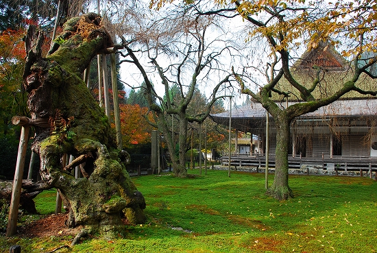 紅葉　－　常照皇寺（じょうしょうこうじ）_a0114714_20525286.jpg