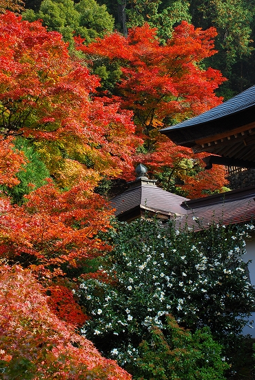 紅葉　－　常照皇寺（じょうしょうこうじ）_a0114714_20532222.jpg