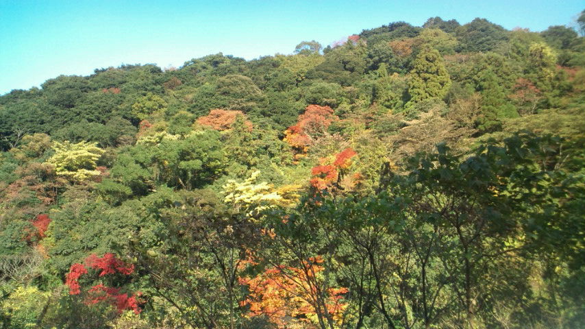 紅葉コレクション_a0156621_2202634.jpg