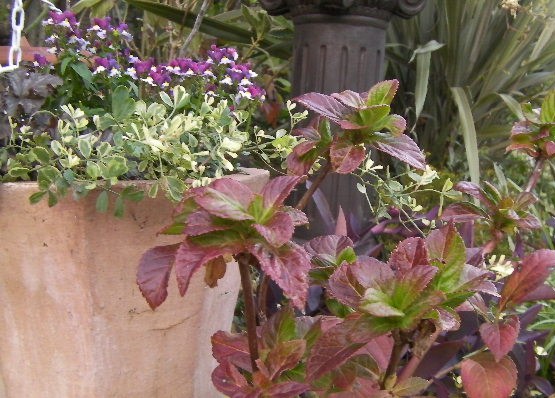 小さいアジサイの紅葉と寄せ植え Mr Mrs Kajiの小さなバラの庭 小さいアジサイの紅葉と寄せ植え Mr Mrs Kajiの小さなバラの庭