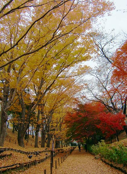 上田城跡公園の紅葉_d0066822_1445011.jpg