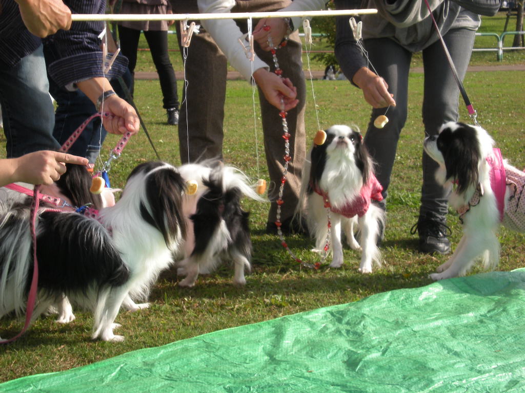 一週間遅れの狆のアウトドアパーティ＆運動会_c0220927_1743947.jpg