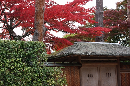 紅葉偵察　南禅寺塔頭　天授庵へ♪_f0054428_0193759.jpg