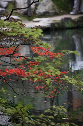 紅葉偵察　南禅寺塔頭　天授庵へ♪_f0054428_0542053.jpg