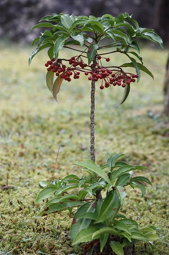 紅葉偵察　南禅寺塔頭　天授庵へ♪_f0054428_1232327.jpg