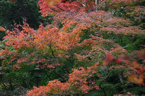 紅葉偵察　南禅寺塔頭　天授庵へ♪_f0054428_12726.jpg