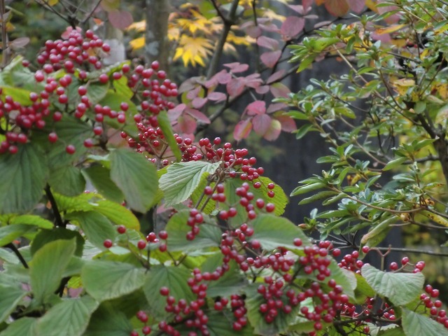 a0006033_142624.jpg