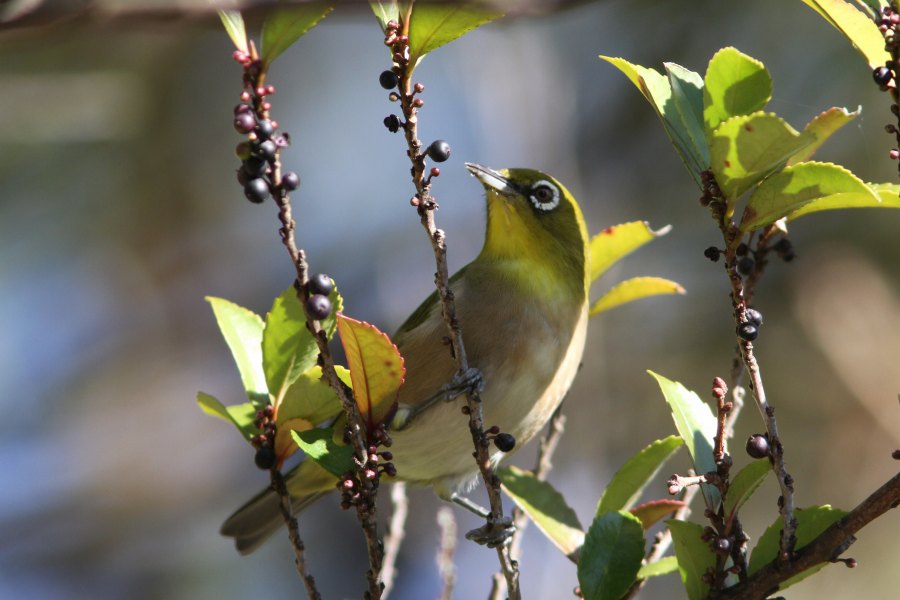 ♪野鳥は招くよ！_c0172139_16183634.jpg