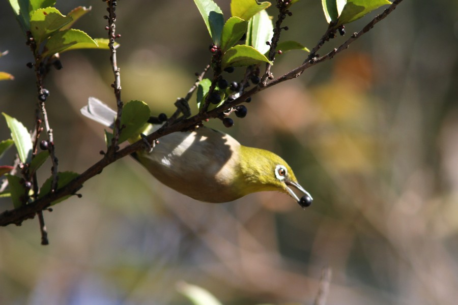 ♪野鳥は招くよ！_c0172139_16201499.jpg