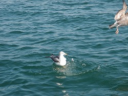 またまた 太刀魚挑戦_b0077743_9213028.jpg