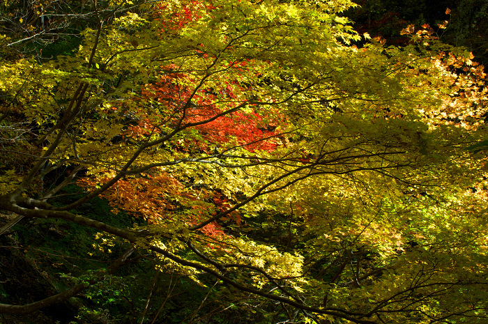 芦生原生林の秋（朽木・芦生）_f0155048_13113881.jpg