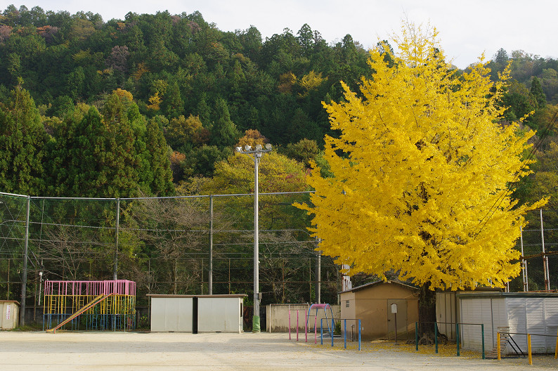 京都の紅葉2010 ~叡山電車・二ノ瀬駅~ と..._f0152550_2218167.jpg