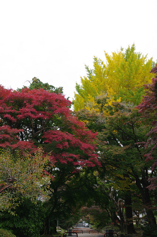 京都の紅葉2010 ~叡山電車・二ノ瀬駅~ と..._f0152550_22183528.jpg