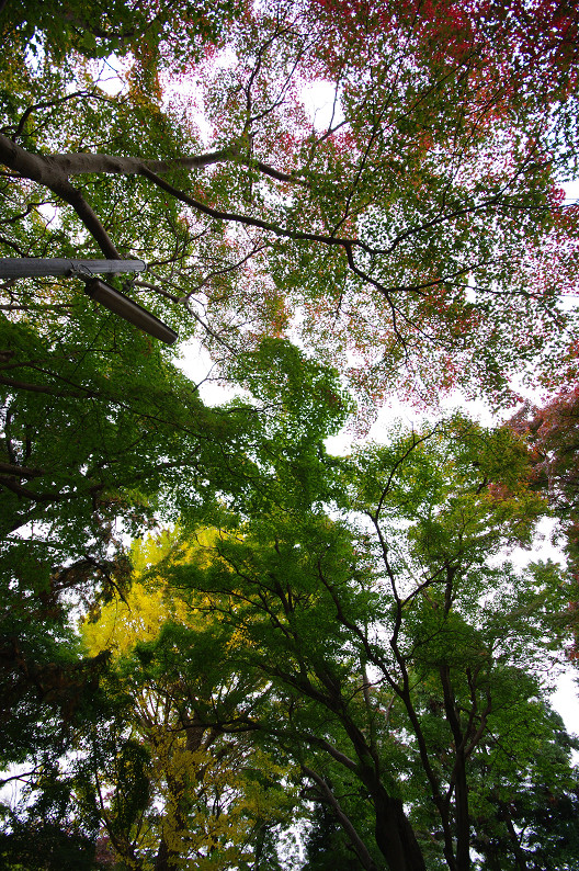 京都の紅葉2010 ~叡山電車・二ノ瀬駅~ と..._f0152550_22184684.jpg