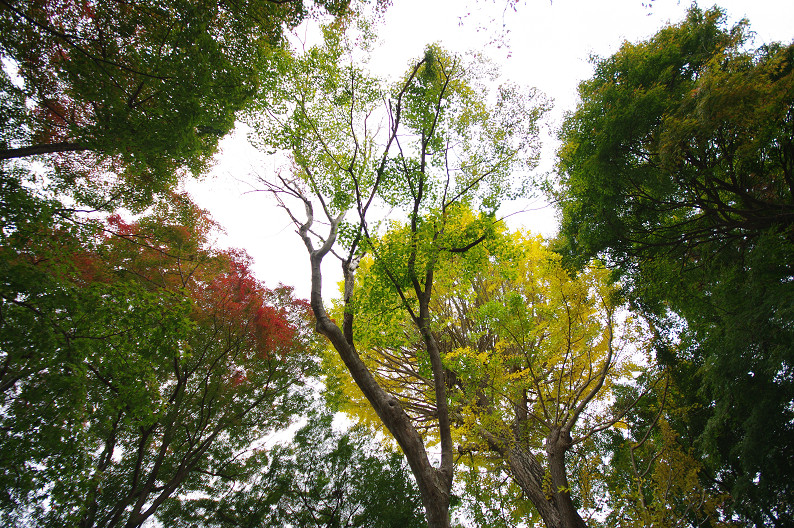 京都の紅葉2010 ~叡山電車・二ノ瀬駅~ と..._f0152550_22191381.jpg