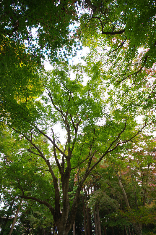 京都の紅葉2010 ~叡山電車・二ノ瀬駅~ と..._f0152550_22192100.jpg