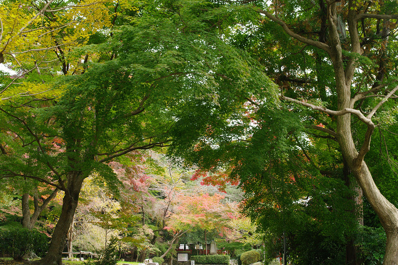 京都の紅葉2010 ~叡山電車・二ノ瀬駅~ と..._f0152550_22192550.jpg