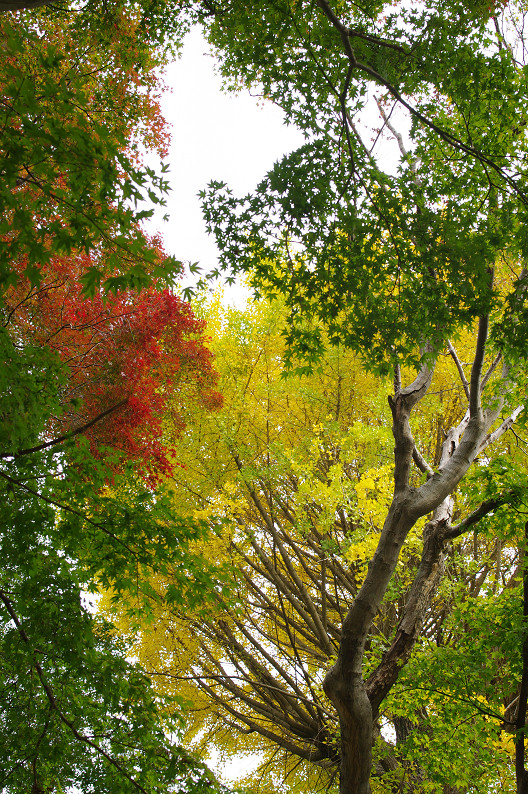 京都の紅葉2010 ~叡山電車・二ノ瀬駅~ と..._f0152550_22193563.jpg