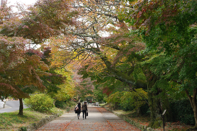 京都の紅葉2010 ~叡山電車・二ノ瀬駅~ と..._f0152550_22195189.jpg