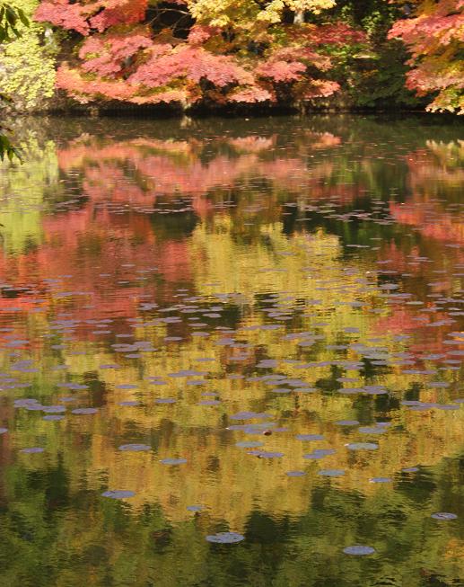 今年の紅葉は一味違う　＠神戸市立森林植物園_b0063958_6384060.jpg