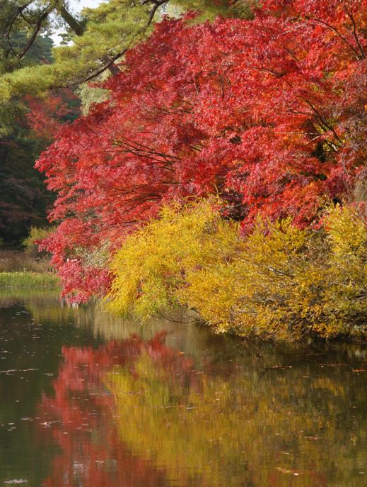 今年の紅葉は一味違う　＠神戸市立森林植物園_b0063958_6435449.jpg