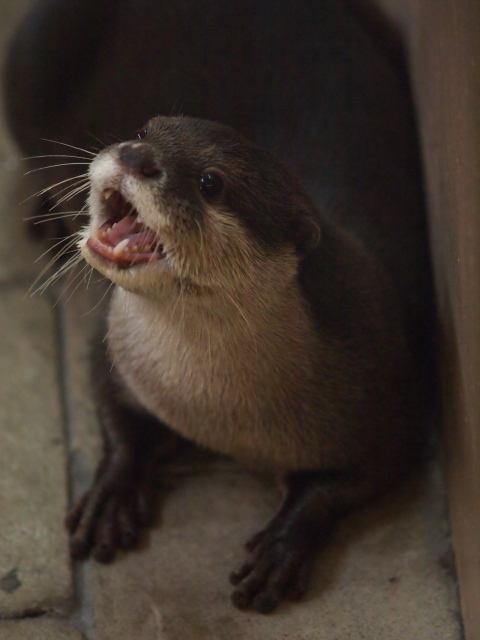 コツメカワウソ　大好きですかぁ？_c0186760_8241187.jpg