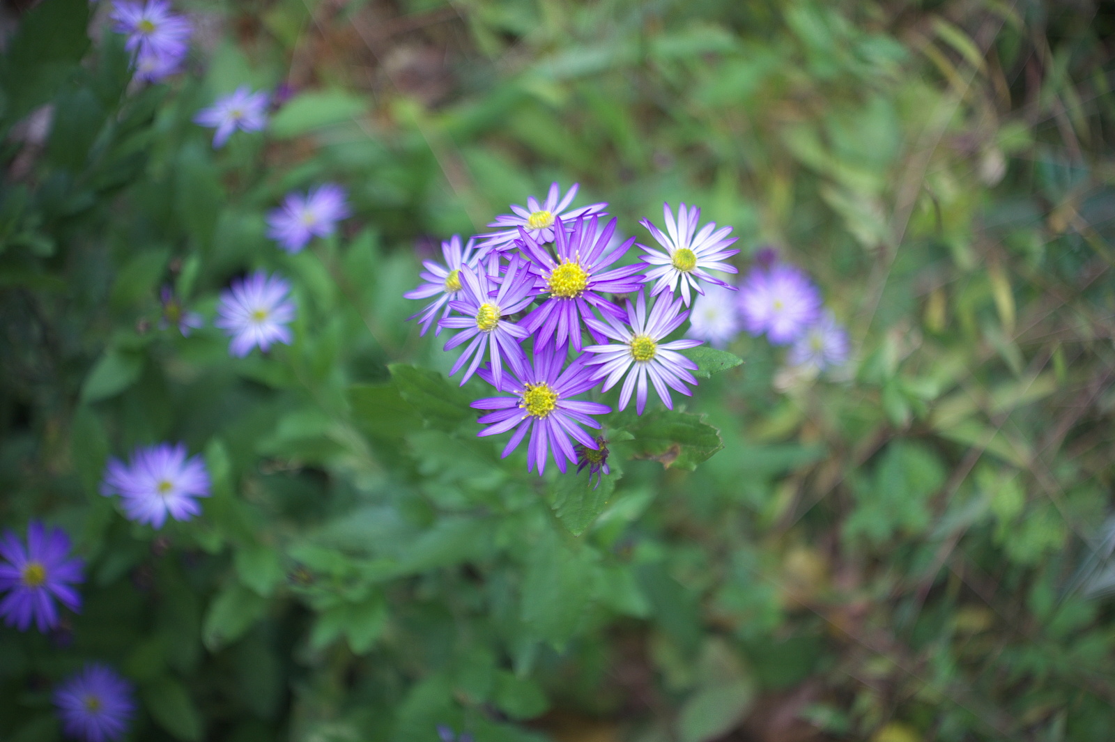 NEX-5とオールドレンズ・続き_e0015567_16511091.jpg