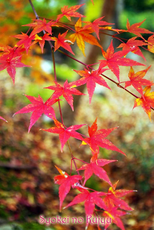 11月13日 黒嶽荘周辺散策 心置きなく山に行く為に僕が出来る小さな事_f0173067_13421994.jpg